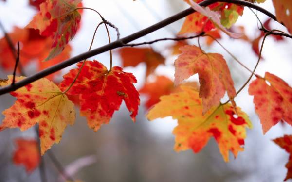 красно желтая осенняя листва на ветке дерева обои для рабочего стола