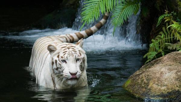 белый тигр в воде обои для рабочего стола