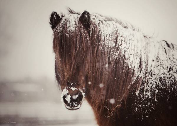 лошадь, зима, грива, снег обои для рабочего стола
