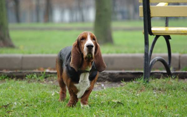 собака Бассет-хаунд прогулка в парке обои для рабочего стола