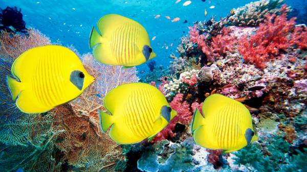 желтые рыбы плывут возле коралов обои для рабочего стола