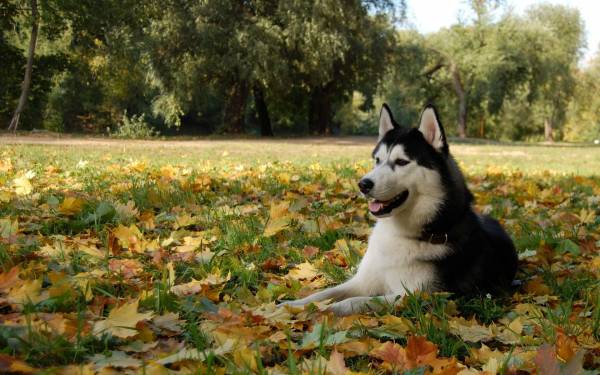 собака на осенних листьях, Хаски, Маламут обои для рабочего стола