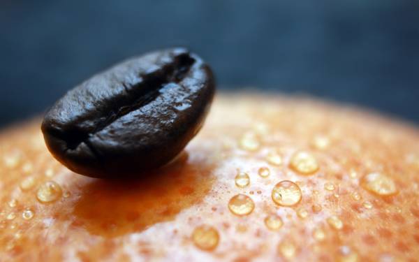 зерно кофе на поверхности фрукта с капельками воды обои для рабочего стола