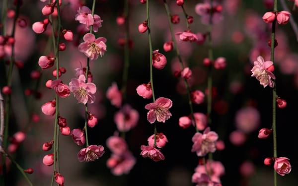 ветви сакуры розовые цветы обои для рабочего стола