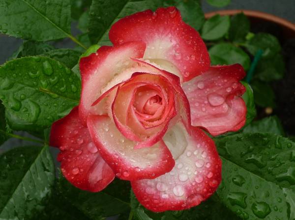 бутон красно-белой розы, капли дождя, цветок обои для рабочего стола