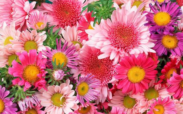 яркий букет красивых розовых цветов обои для рабочего стола